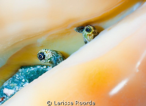 Inquiring eyes.  (conch) by Larissa Roorda 